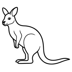 kangaroo illustration