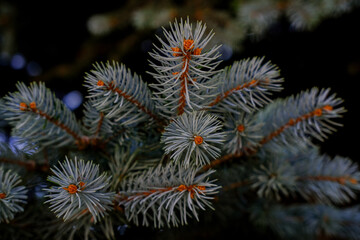 Close-up view of a spruce tree branch showcasing detailed needles and unique orange buds