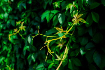 Lush green leaves climbing a wall in a sunlit garden during springtime