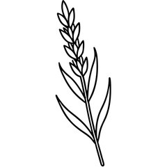  Lavender line art vector illustration 