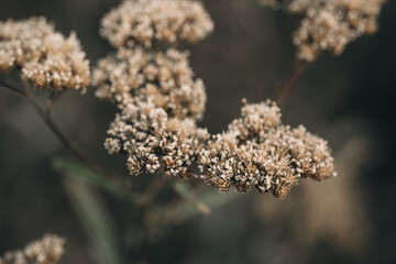 Dry wildflowers in late summer sun, showcasing delicate textures in a natural field