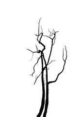 Fototapeta premium Silhouette of bare tree with branches isolated on white. Vector illustration 
