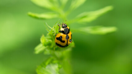 Ladybug photographed in macro, soft light