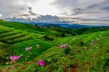 The close background of the green rice fields, the seedlings that are growing, are seen in rural areas as the main occupation of rice farmers who grow rice for sale or living.