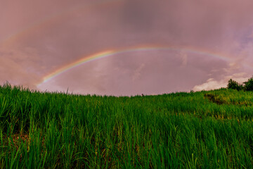 Naklejka premium The close background of the green rice fields, the seedlings that are growing, are seen in rural areas as the main occupation of rice farmers who grow rice for sale or living.