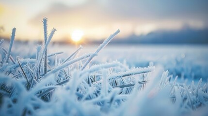 Frosty Grass at Sunrise in Winter Landscape