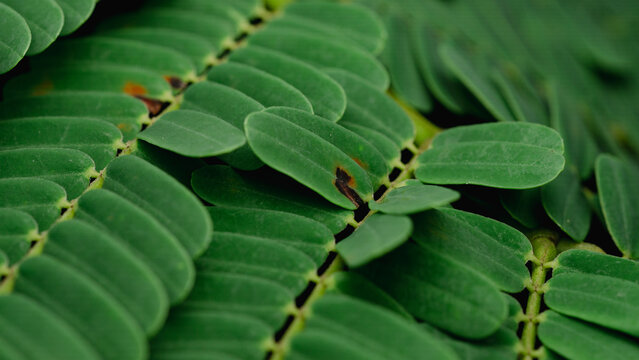 Tamarind leaves, acacia leaves, photographed with macro, clear details