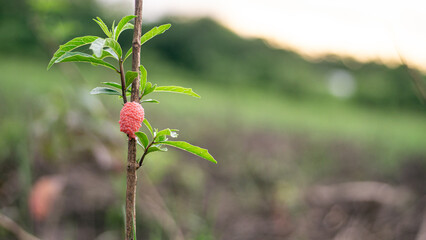 Red apple snail eggs are laid on trees