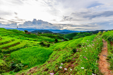The close background of the green rice fields, the seedlings that are growing, are seen in rural areas as the main occupation of rice farmers who grow rice for sale or living.