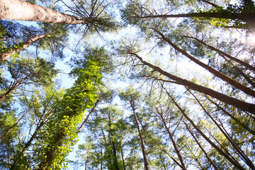 Fototapeta premium botanical background of green forest and blue sky