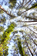 Obraz premium botanical background of green forest and blue sky