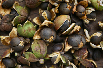 camellia seeds, close up background 