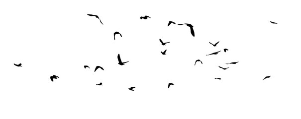 Flying birds silhouette flock. hand drawing. Not AI. Vector illustration