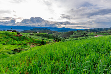 The close background of the green rice fields, the seedlings that are growing, are seen in rural areas as the main occupation of rice farmers who grow rice for sale or living.