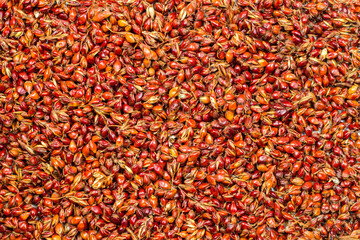 Texture of sorghum seeds. Lots of red seeds. Broom sorghum.