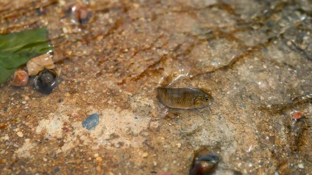 Blackchin tilapia fish in clear flowing water, Alien species of fish in Thailand