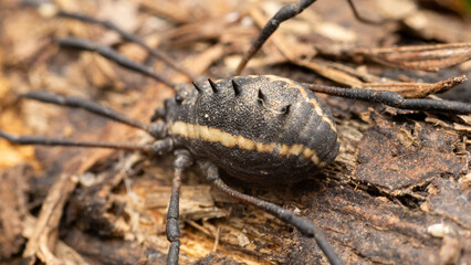 harvestman in the wild state