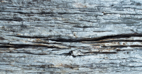 close up of a bark old wood background rough with empty space