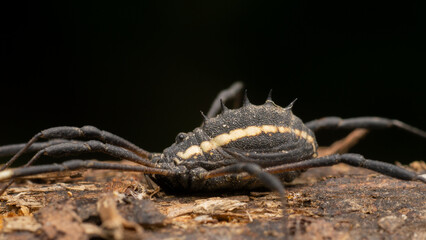 harvestman in the wild state