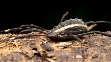 harvestman in the wild state