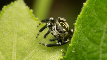Small jumping spider on a leaf photographed with macro.