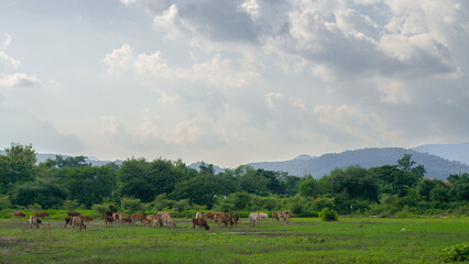 Beautiful grassland view with a herd of cows