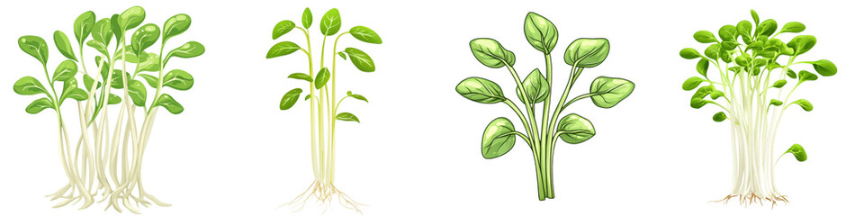 Assortment of Fresh Green Leafy Vegetables and Herbs including Spinach Lettuce and Basil Placed on White Background for Natural Healthy and Organic Concept