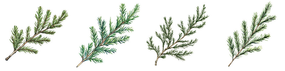 Beautiful Evergreen Tree Branches with Lush Green Foliage in Natural Environment  Coniferous Fir Pine or Spruce Twigs Background for Christmas Holiday or Seasonal