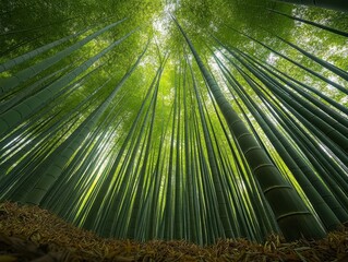 Fototapeta premium Lush Green Bamboo Forest Canopy, Looking Up, Low Angle View.