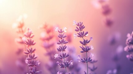 Fototapeta premium flowers in the garden