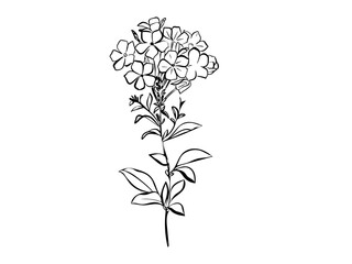 Phlox Flower with leaves. Isolated vector botanical illustration: retro, vintage, hand drawn, black and white, outline. For wedding invitation, card, print, tattoo. Beautiful vector illustration of a 