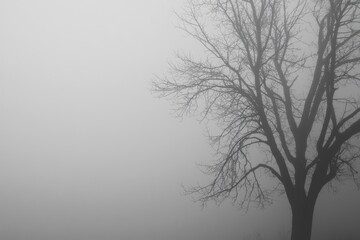 Fototapeta premium Thick White Fog Background in Nature