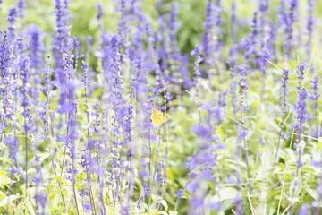 サルビアの花にとまるモンキチョウ