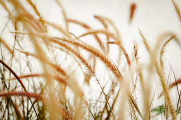 Fototapeta premium A field of tall grass with a few brown and yellow flowers. The grass is tall and the flowers are small, giving the scene a rustic and natural feel. The sun is shining brightly
