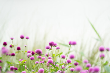 Fototapeta premium A field of pink flowers with a white background. The flowers are scattered throughout the field, with some closer to the foreground and others further back