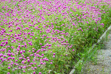 A beautiful field of pink flowers with a path running through it. The flowers are scattered throughout the field, creating a colorful and vibrant scene. The path is lined with grass