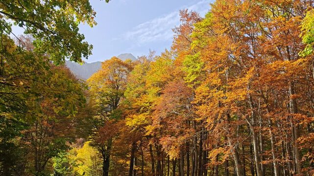 Autumn view of Mount Terminillo with colorful beech forest