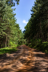 Dirt track in pine plantation