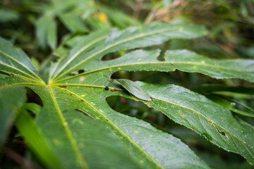 a green insect on the leaf