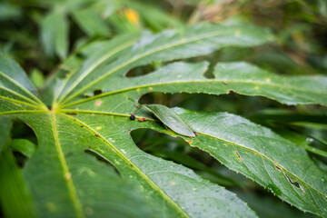 dew on leaf