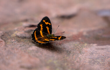 butterfly on the ground