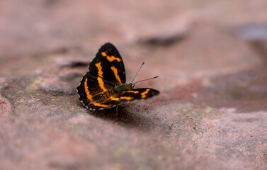 butterfly on the ground