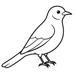Western bluebird line art vector illustration 