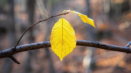 Obraz premium Vibrant Yellow Leaf on a Branch in Nature