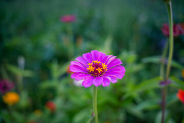 Obraz premium pink cosmos flowers