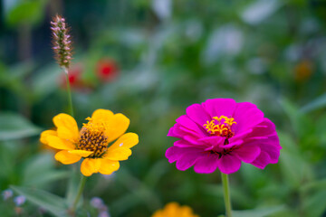 Fototapeta premium red and yellow flower