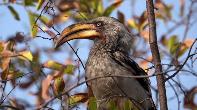 Southern yellow-billed hornbill in the Khaudum National Park in Namibia, Africa.