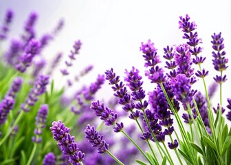 Naklejka premium Purple Lavender Flowers with Green Leaves on White Background for Relaxing Home Decor
