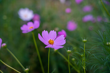 purple and white crocus flowers