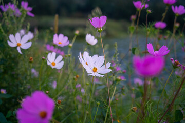 purple and white crocus flowers